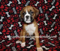 Faith, a female Boxer for sale in Cabool, MO – Photo 1 of 10