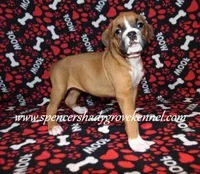Faith, a female Boxer for sale in Cabool, MO – Photo 5 of 10
