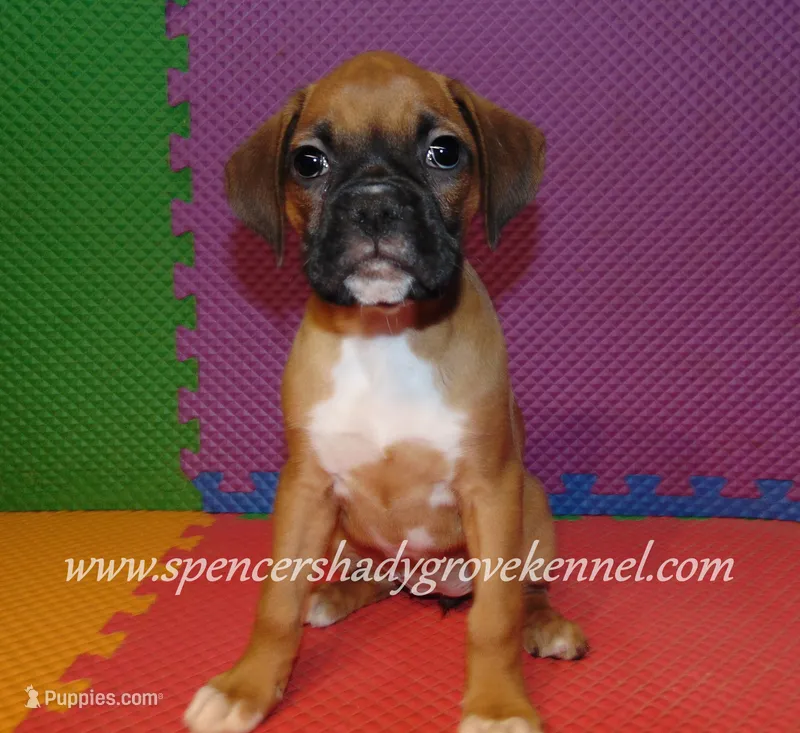 Sidney – Boxer puppy for sale in Cabool, MO