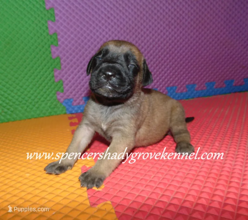 Heidi – English Mastiff puppy for sale in Cabool, MO