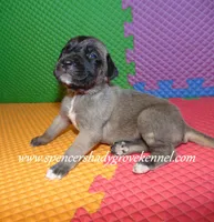 Honey, a female English Mastiff for sale in Cabool, MO – 8 of 10