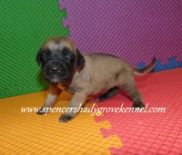 Hope, a female English Mastiff for sale in Cabool, MO – 8 of 10
