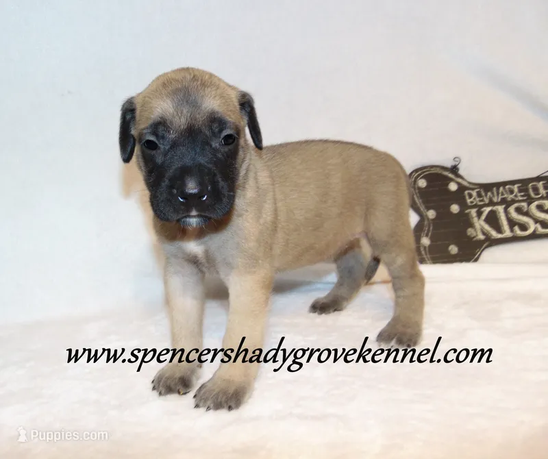 Hope – English Mastiff puppy for sale in Cabool, MO