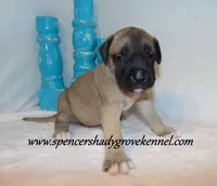 Hogan, a male English Mastiff for sale in Cabool, MO – 8 of 10