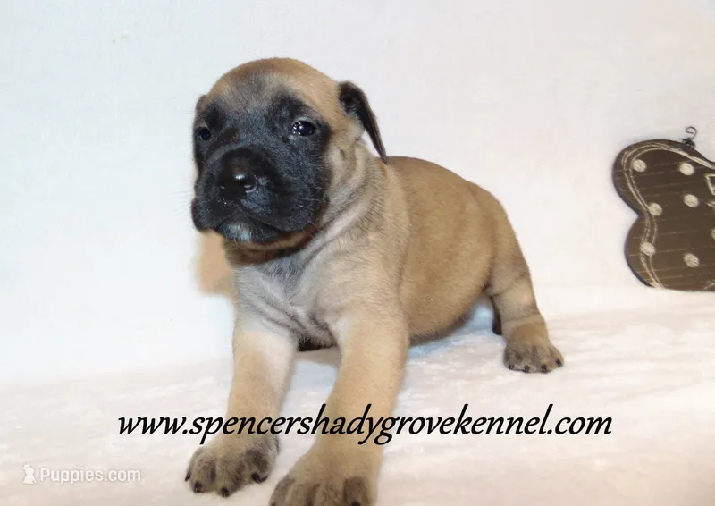 Heidi – English Mastiff puppy for sale in Cabool, MO