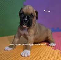 Sadie, a female Boxer for sale in Cabool, MO – 4 of 10
