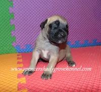 Hailey, a female English Mastiff for sale in Cabool, MO – 3 of 10