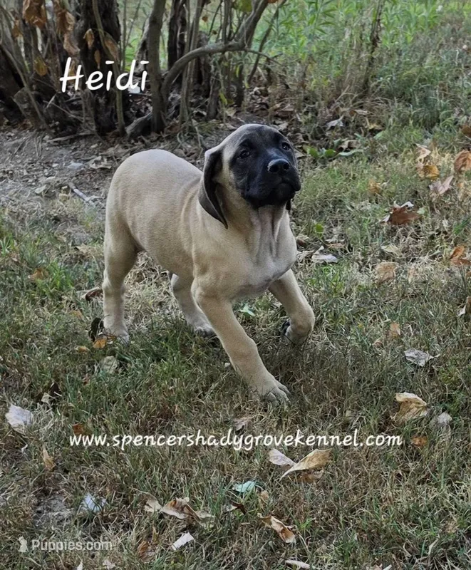 Heidi – English Mastiff puppy for sale in Cabool, MO
