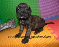 Darby, a female English Mastiff for sale in Cabool, MO – 9 of 10