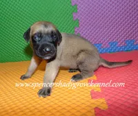 Hope, a female English Mastiff for sale in Cabool, MO – 4 of 10