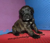 Duke, a male English Mastiff for sale in Cabool, MO – 8 of 10