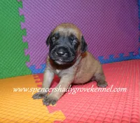 Heidi, a female English Mastiff for sale in Cabool, MO – 3 of 10