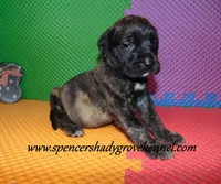 Dixie, a female English Mastiff for sale in Cabool, MO – 5 of 10