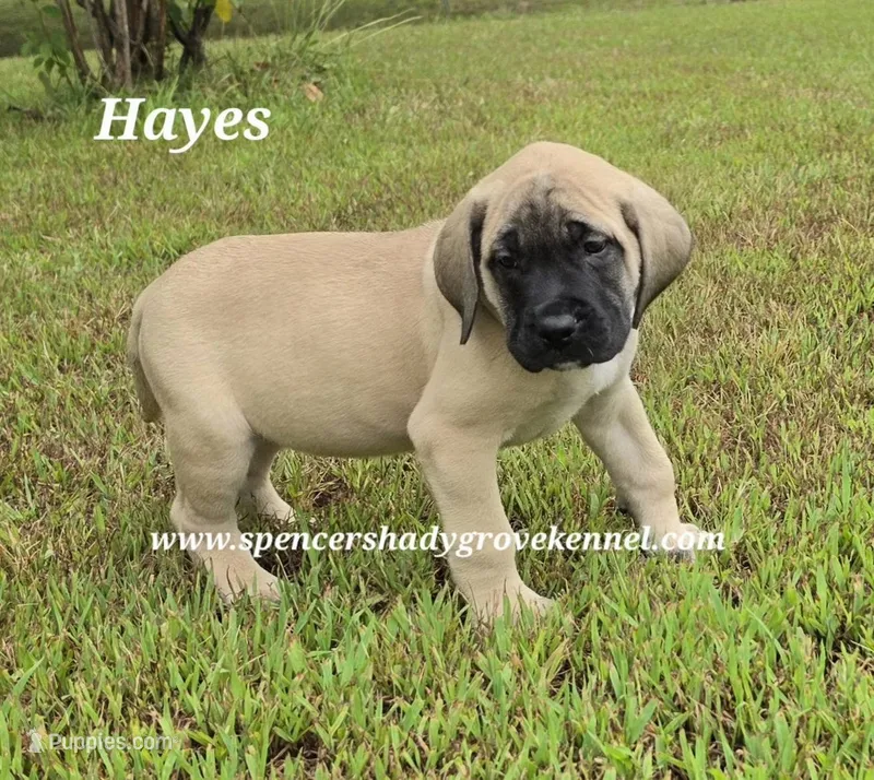 Hayes – English Mastiff puppy for sale in Cabool, MO