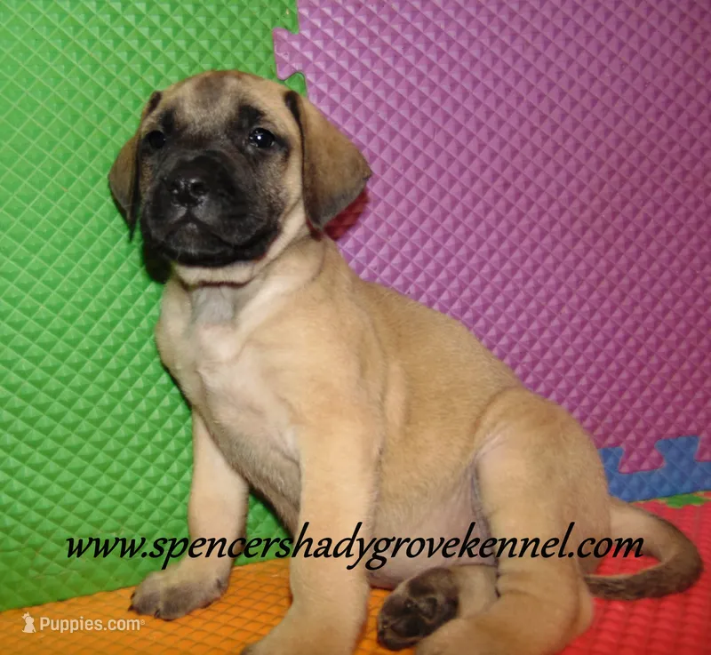 Heidi – English Mastiff puppy for sale in Cabool, MO