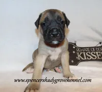 Hogan, a male English Mastiff for sale in Cabool, MO – 4 of 10