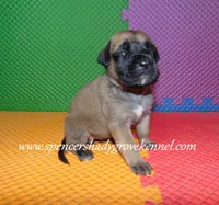 Holly, a female English Mastiff for sale in Cabool, MO – 8 of 10