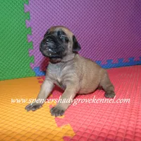 Heidi, a female English Mastiff for sale in Cabool, MO – 6 of 10