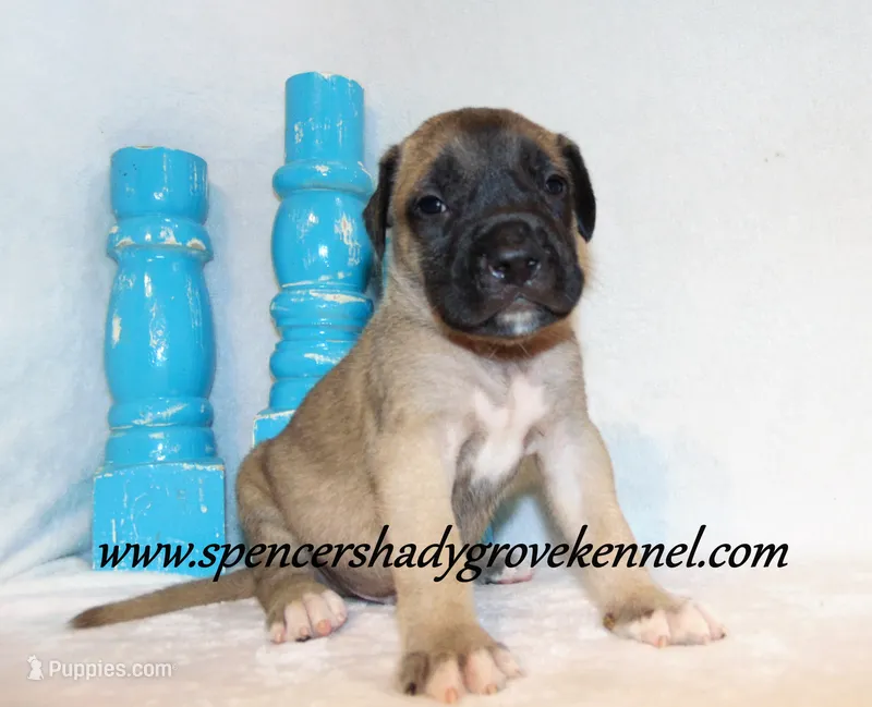 Hogan – English Mastiff puppy for sale in Cabool, MO