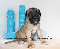 Hogan, a male English Mastiff for sale in Cabool, MO – 7 of 10