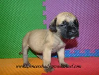 Delta , a female English Mastiff for sale in Cabool, MO – 2 of 10