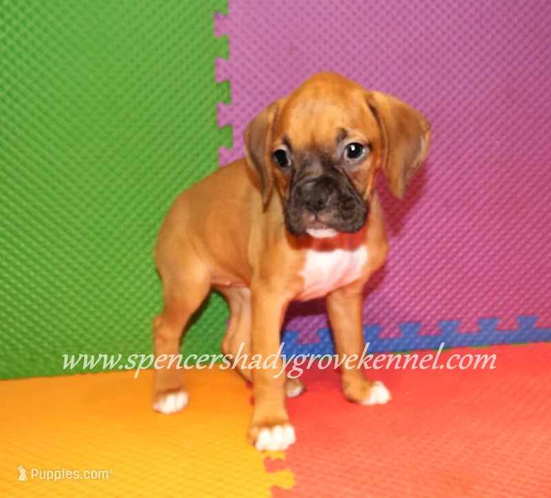 Sophie – Boxer puppy for sale in Cabool, MO
