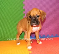 Sophie, a female Boxer for sale in Cabool, MO – 1 of 10