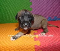 Honey, a female English Mastiff for sale in Cabool, MO – 6 of 10