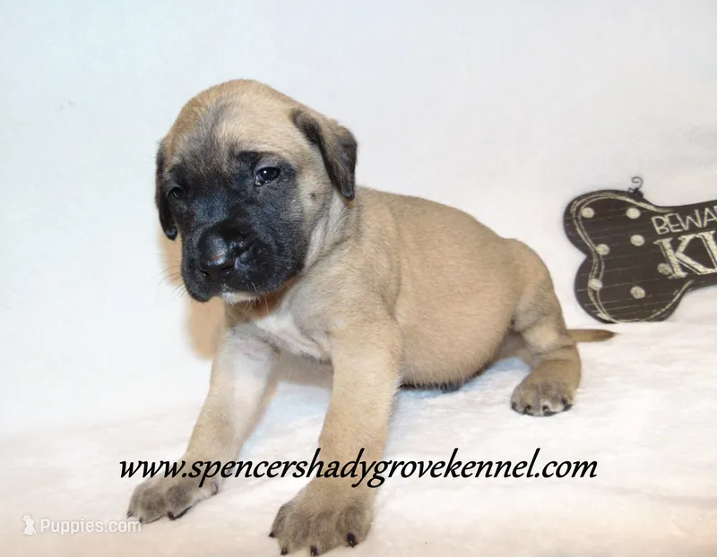 Hayes – English Mastiff puppy for sale in Cabool, MO