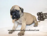 Hayes, a male English Mastiff for sale in Cabool, MO – 1 of 10