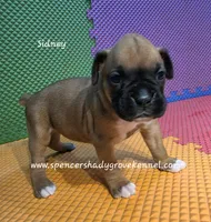 Sidney, a female Boxer for sale in Cabool, MO – 4 of 10