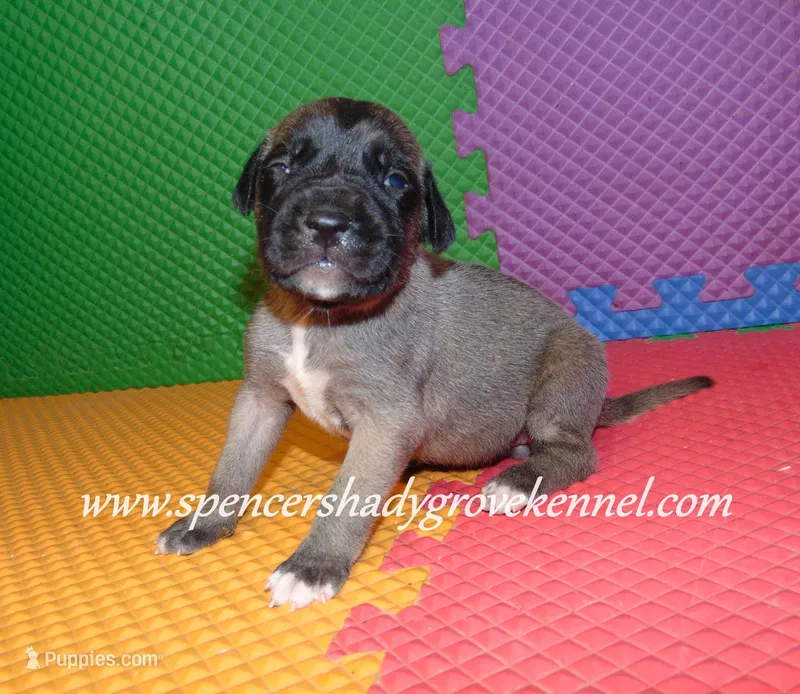 Honey – English Mastiff puppy for sale in Cabool, MO