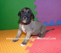 Honey, a female English Mastiff for sale in Cabool, MO – 1 of 10