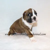 Dandy, a male Boxer for sale in Cabool, MO – 4 of 10
