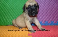 Delta , a female English Mastiff for sale in Cabool, MO – 7 of 10