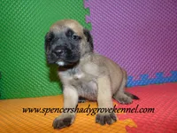 Dozer, a male English Mastiff for sale in Cabool, MO – 3 of 10