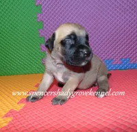 Hailey, a female English Mastiff for sale in Cabool, MO – 4 of 10