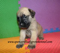 Dallas, a male English Mastiff for sale in Cabool, MO – 2 of 10