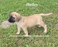 Hailey, a female English Mastiff for sale in Cabool, MO – 4 of 10