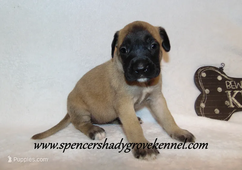 Hilda – English Mastiff puppy for sale in Cabool, MO
