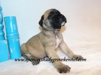 Hayes, a male English Mastiff for sale in Cabool, MO – 8 of 10