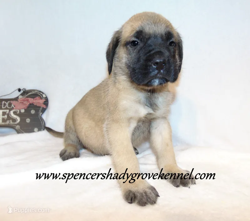 Dallas – English Mastiff puppy for sale in Cabool, MO