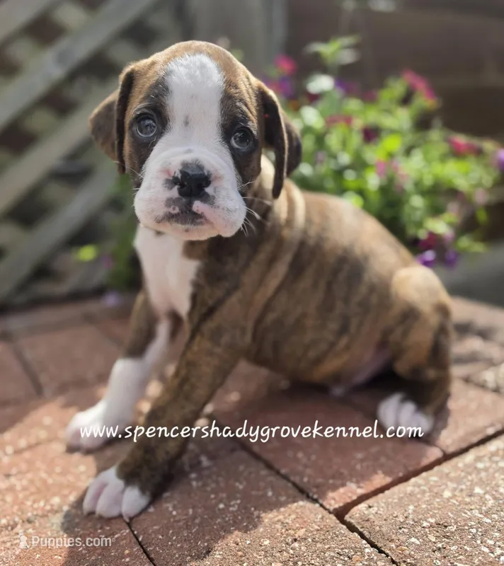 Dandy – Boxer puppy for sale in Cabool, MO