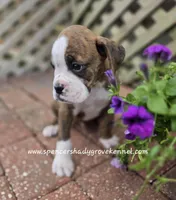 Dandy, a male Boxer for sale in Cabool, MO – Photo 2 of 10