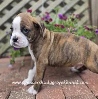 Dandy, a male Boxer for sale in Cabool, MO – Photo 4 of 10