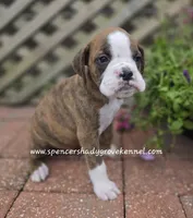 Dandy, a male Boxer for sale in Cabool, MO – Photo 6 of 10