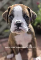 Dandy, a male Boxer for sale in Cabool, MO – Photo 3 of 10