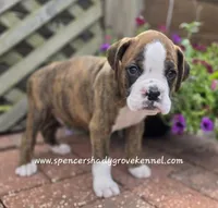 Dandy, a male Boxer for sale in Cabool, MO – Photo 8 of 10