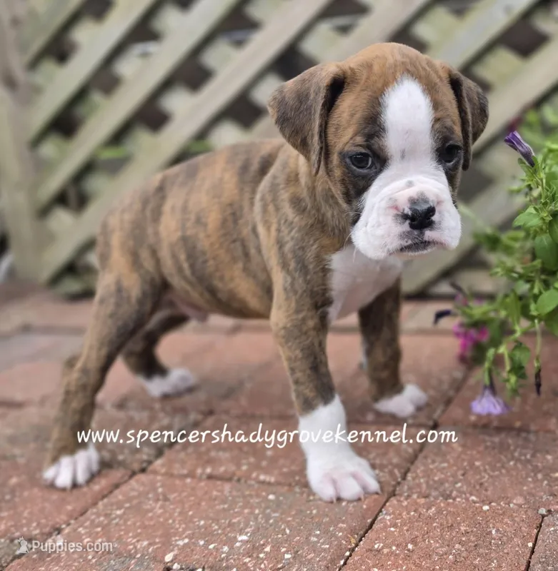 Dandy, a male Boxer for sale in Cabool, MO – Photo 1 of 10