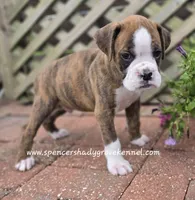 Dandy, a male Boxer for sale in Cabool, MO – Photo 1 of 10